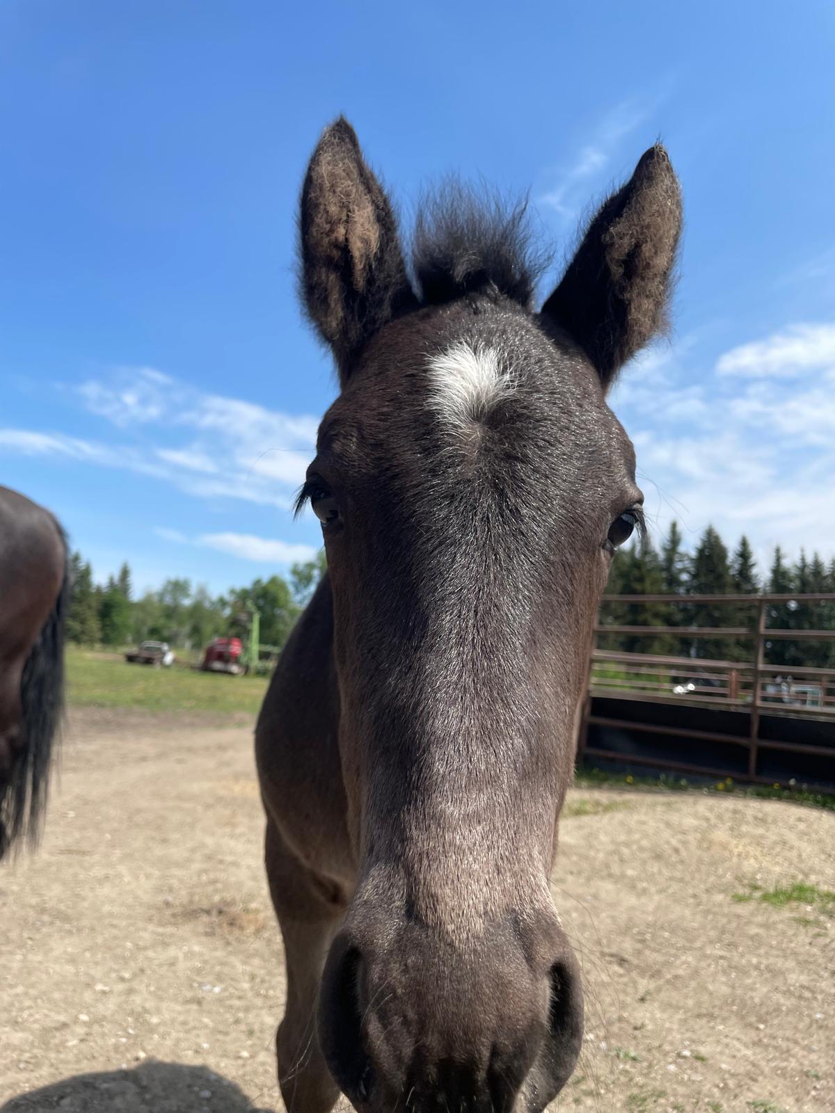 Canadian Horse Breeder Calgary Canada