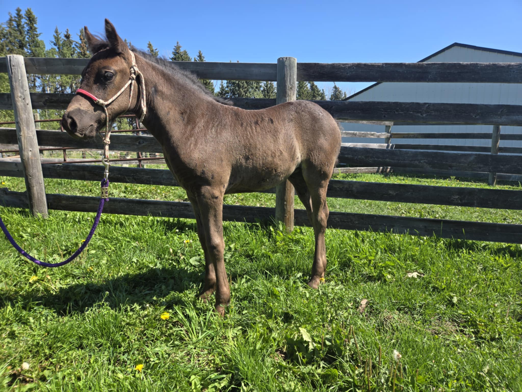 Black Canadian Horse filly for sale