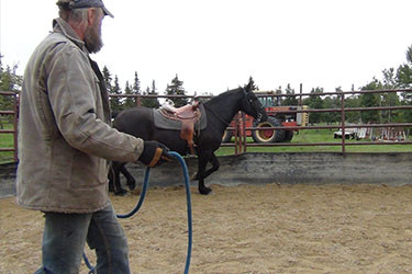 Horse Training