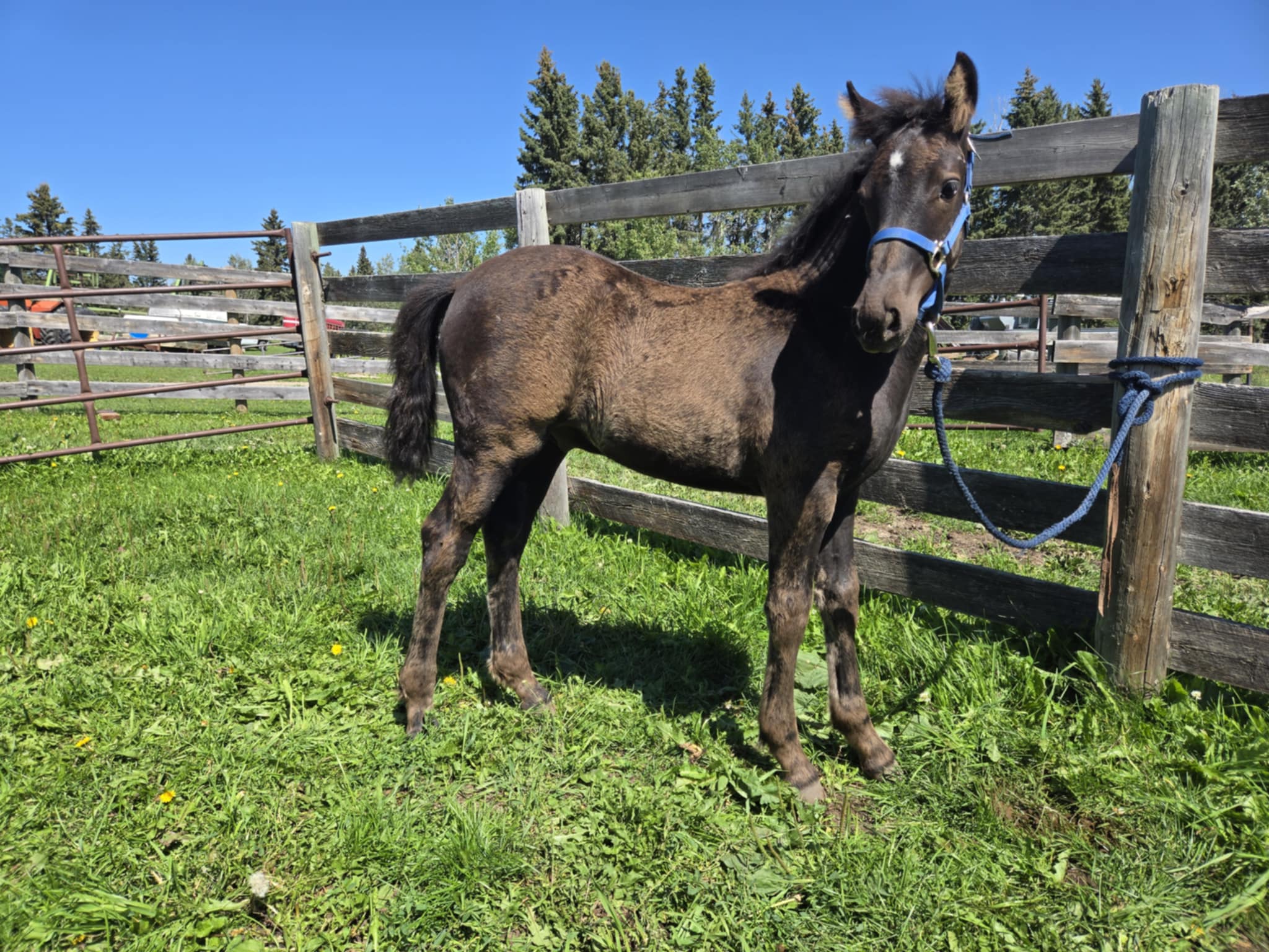 Canadian Horse colt for sale