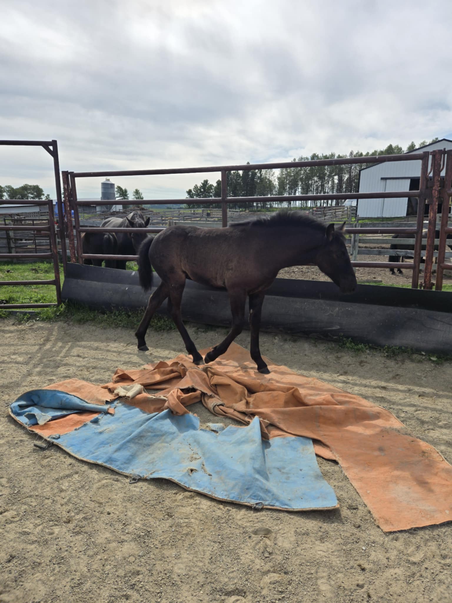 Black Canadian Hay Ranch filly for sale