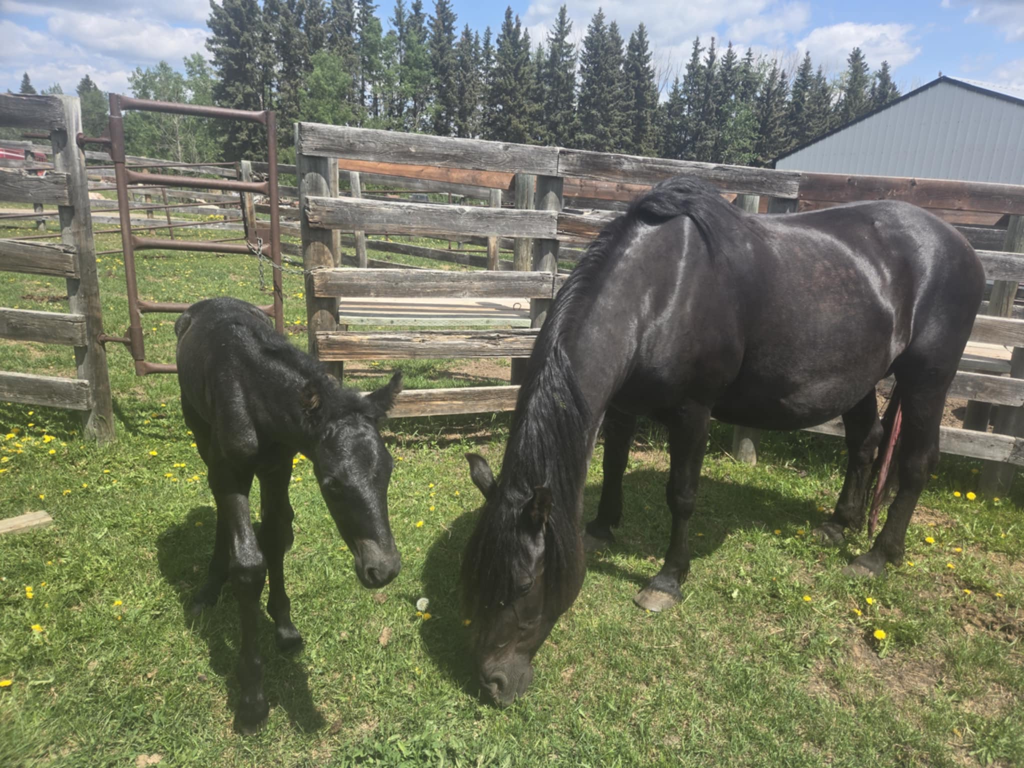 Yamawyn Canadian Horse Broodmare