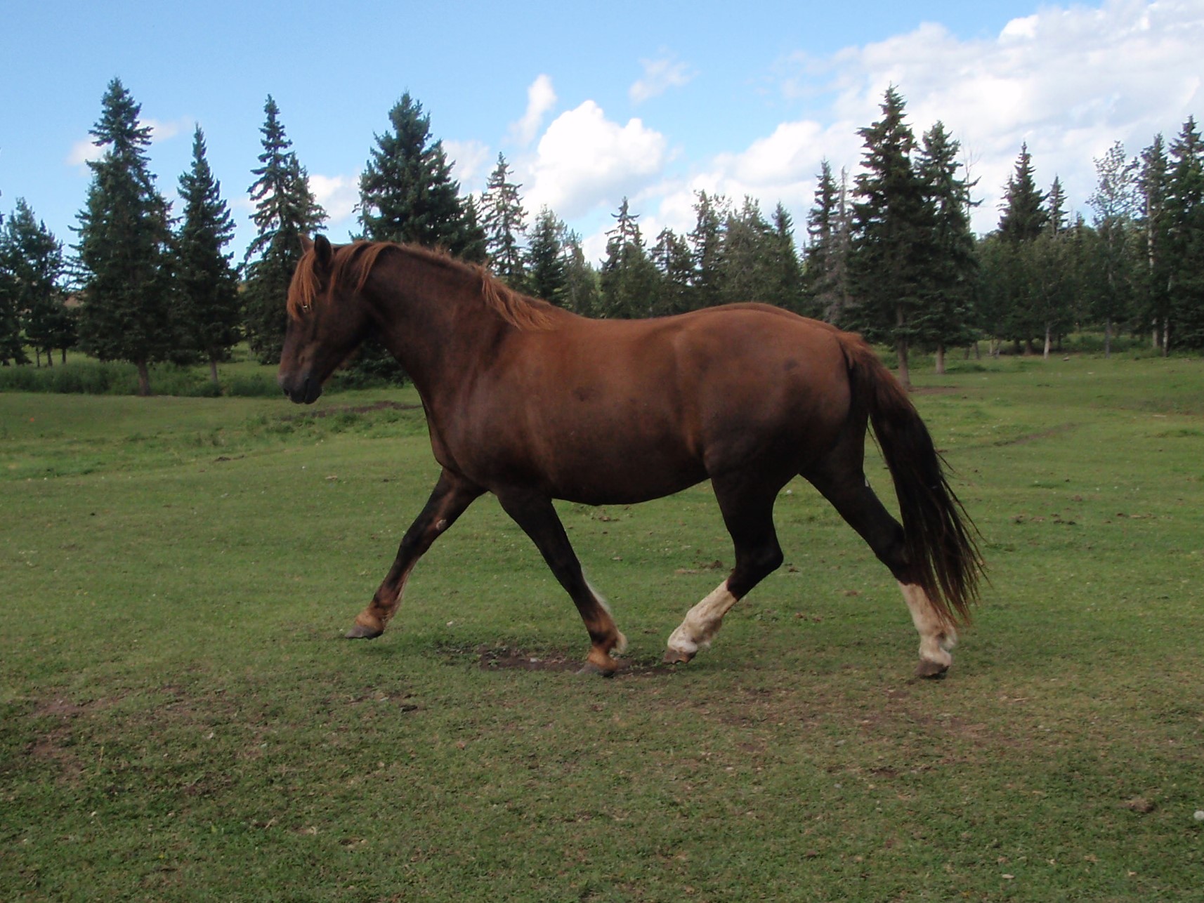 Green Acres K-Sir-A Superbe  at Canadian Hay Ranch