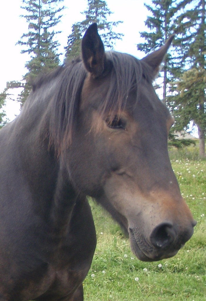 Cartrs Blackjack Coco at Canadian Hay Ranch Broodmare