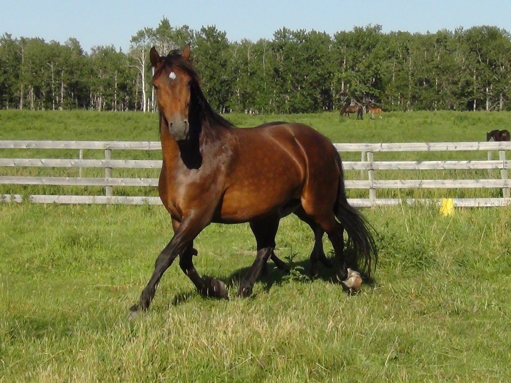 Pineview Alf Liberty at Canadian Hay Ranch