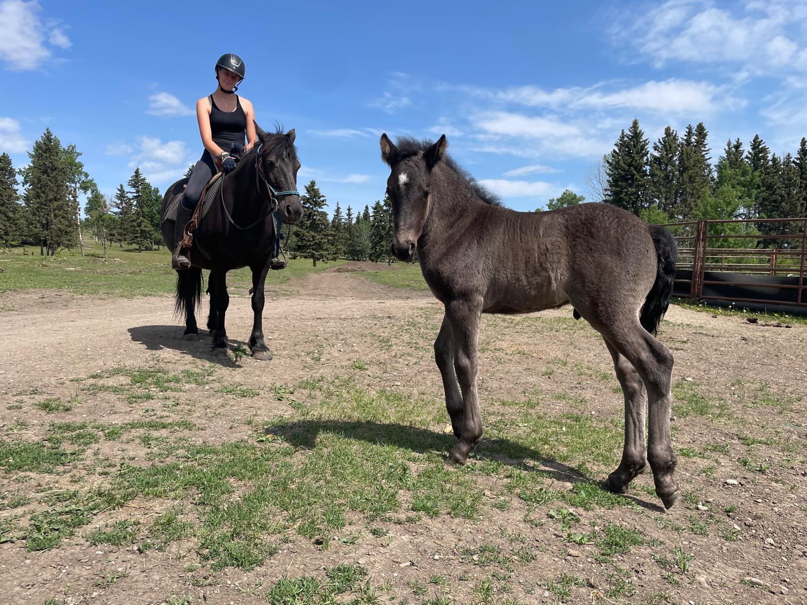 Canadian Hay Ranch - Canadian Horse Breeder