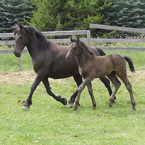 Canadian Hay Ranch - Canadian Horse Breeder