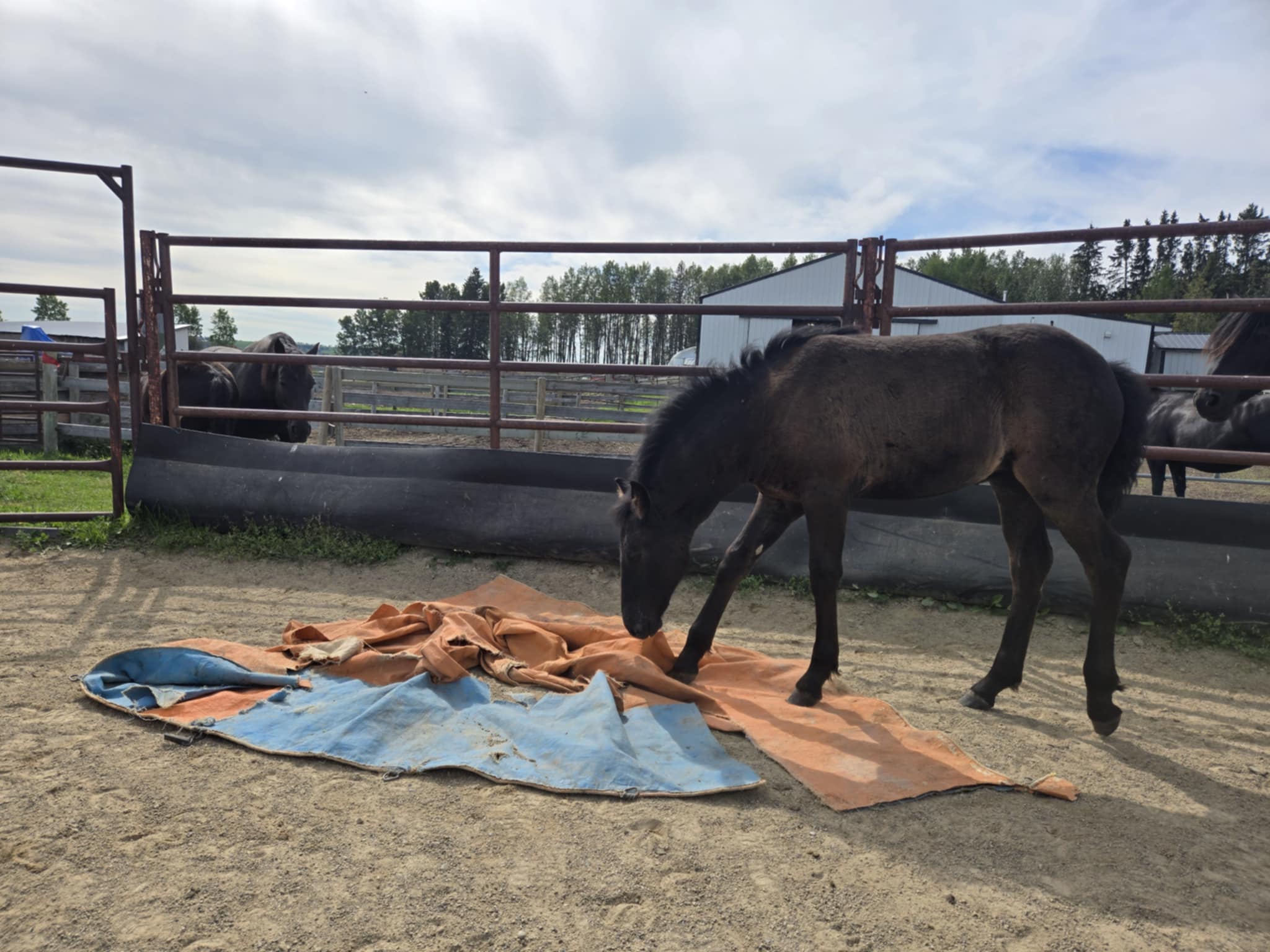 Canadian Hay Ranch horses for sale