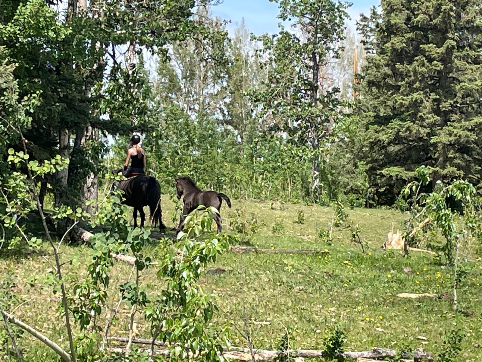 Canadian Hay Ranch - colts for sale