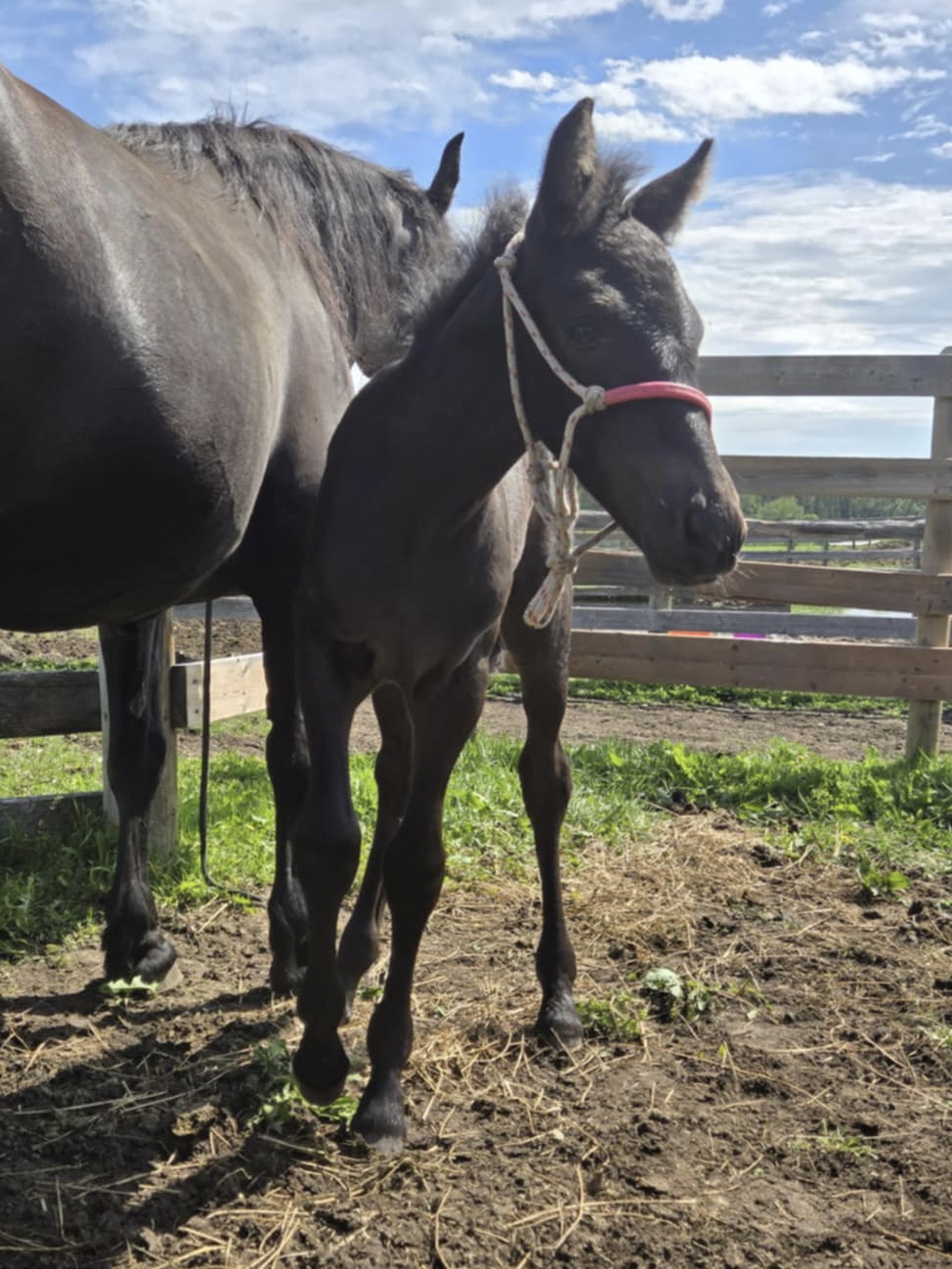 Blain Beaumont Melina Canadian Horse