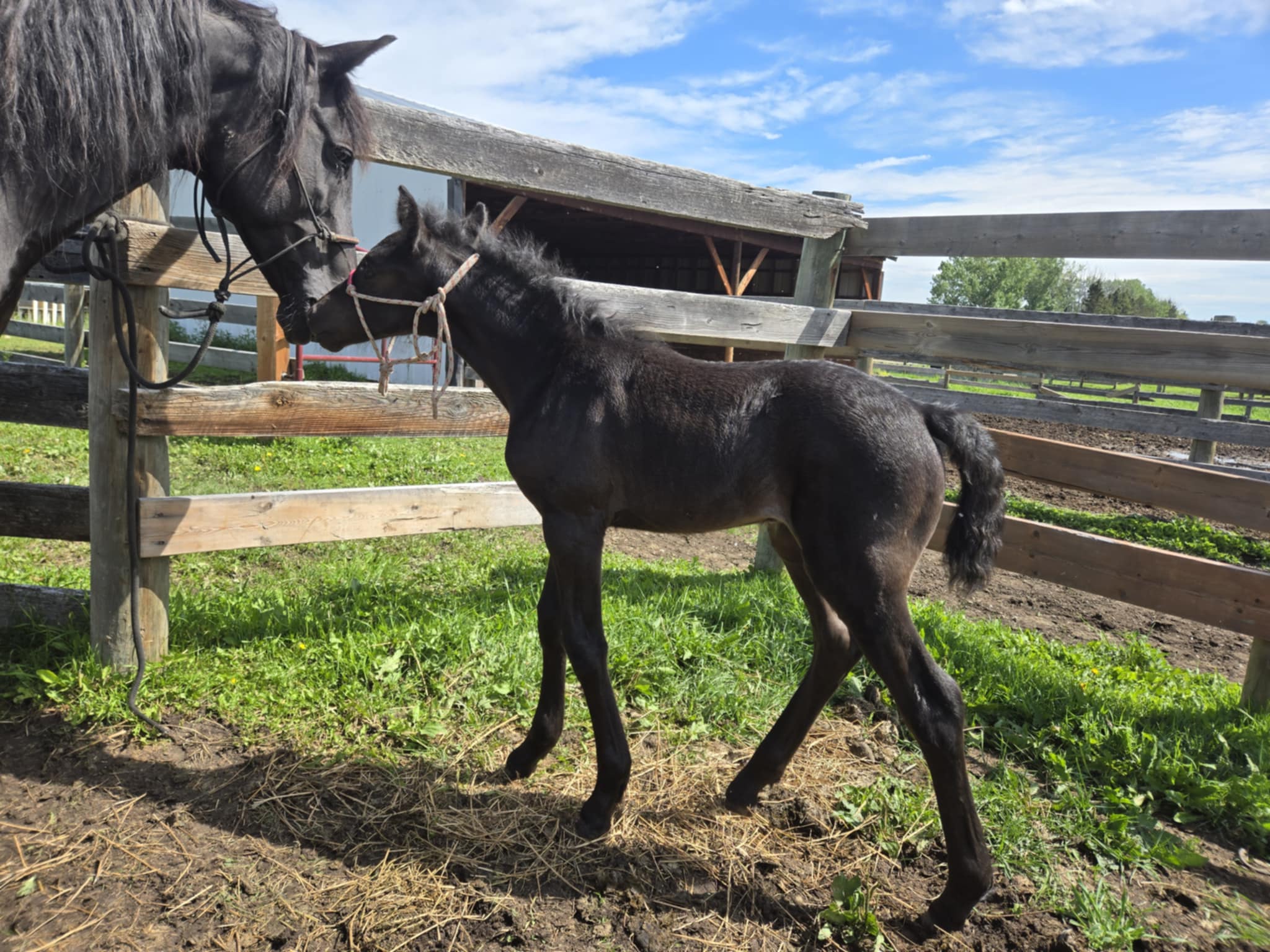 Blain Beaumont Melina filly