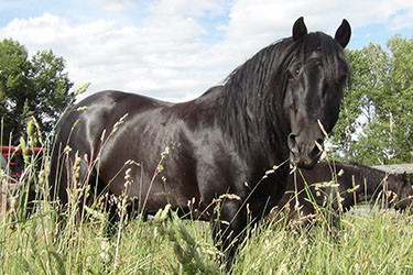 Canadian Stallion Service