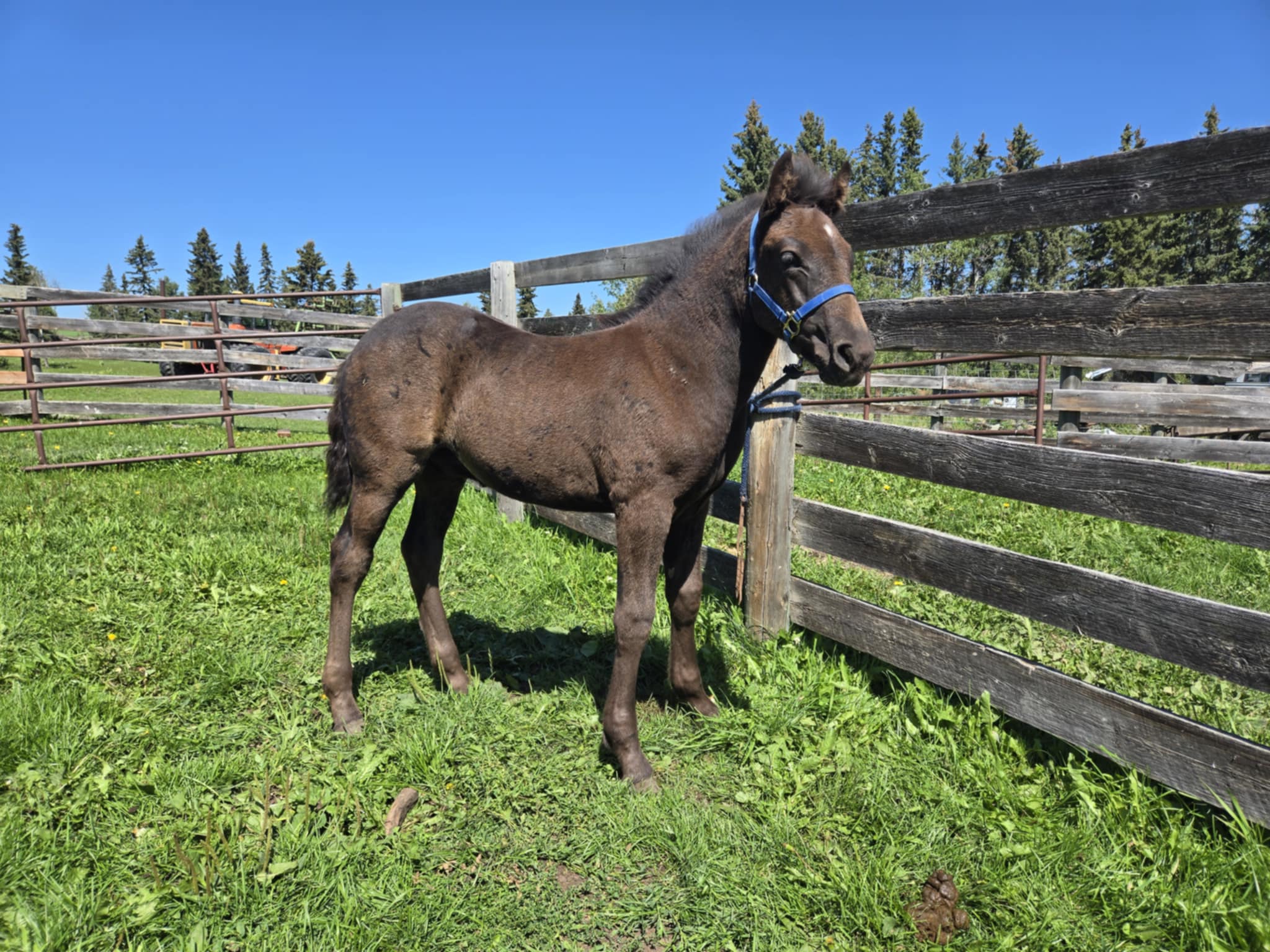 Canadian Horse breeder shipping USA and Canada