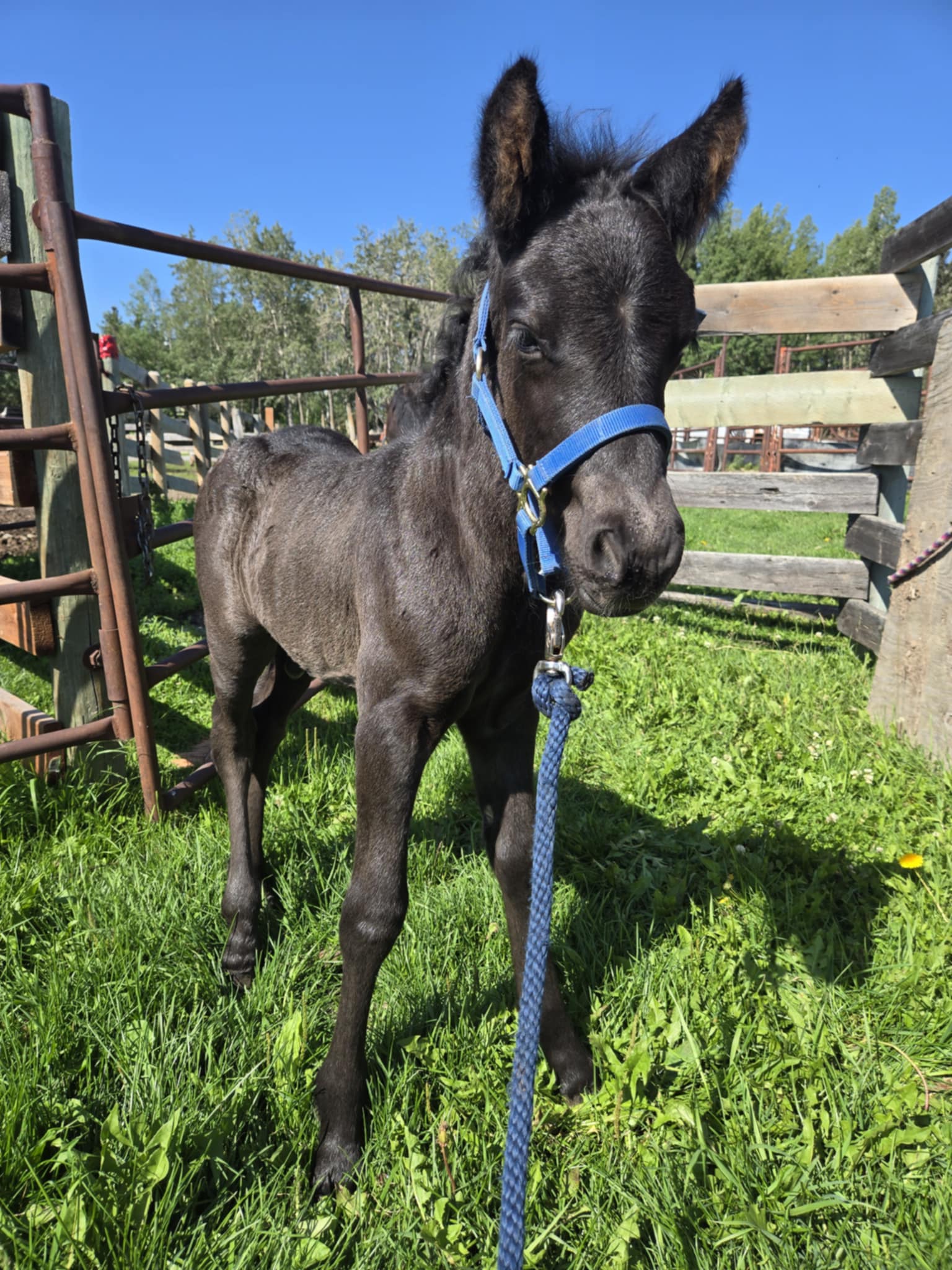 Blain Revelstoke Mario Canadian Horse