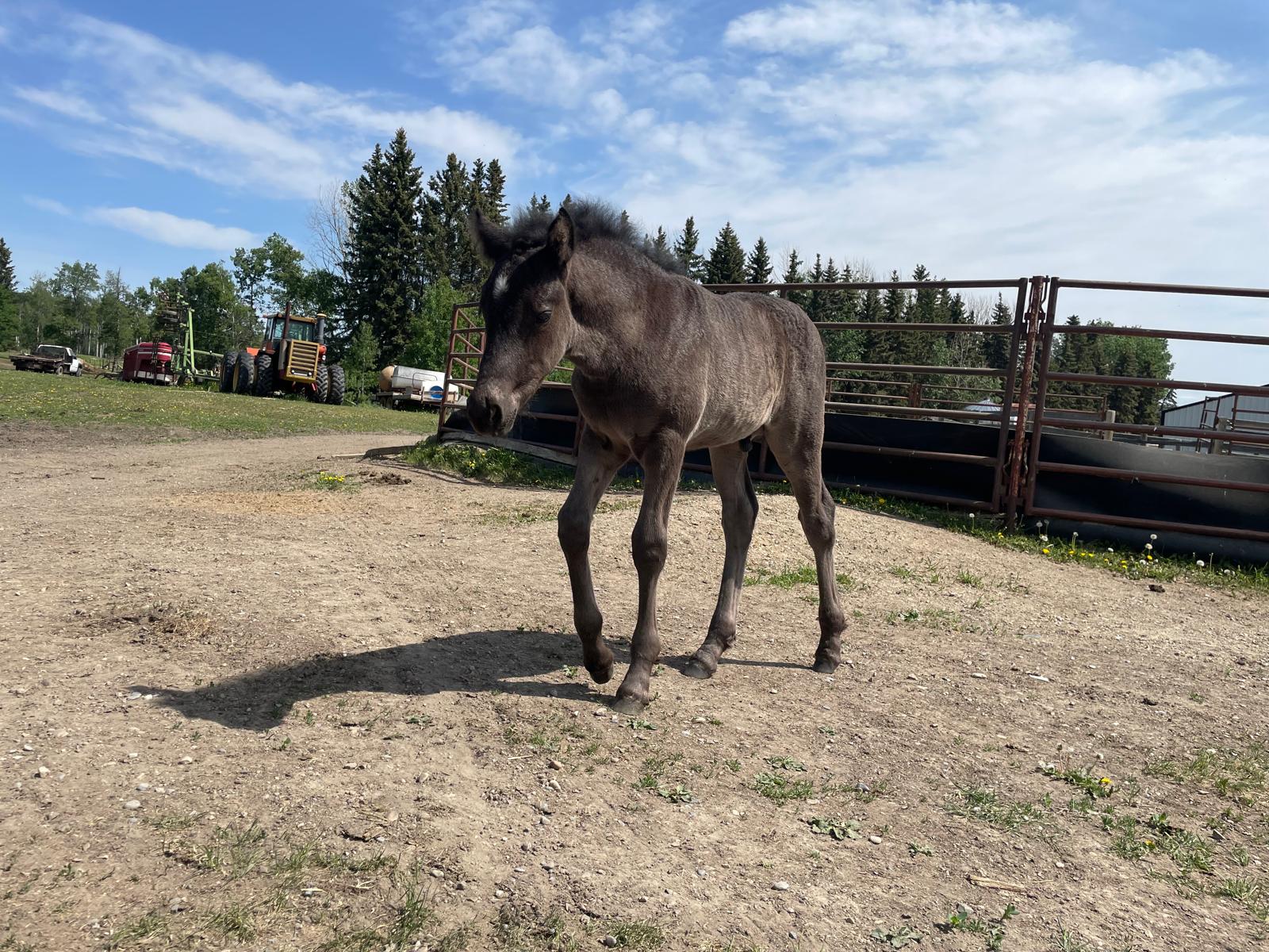 Canadian Horse colt