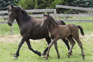Broodmare Sevices