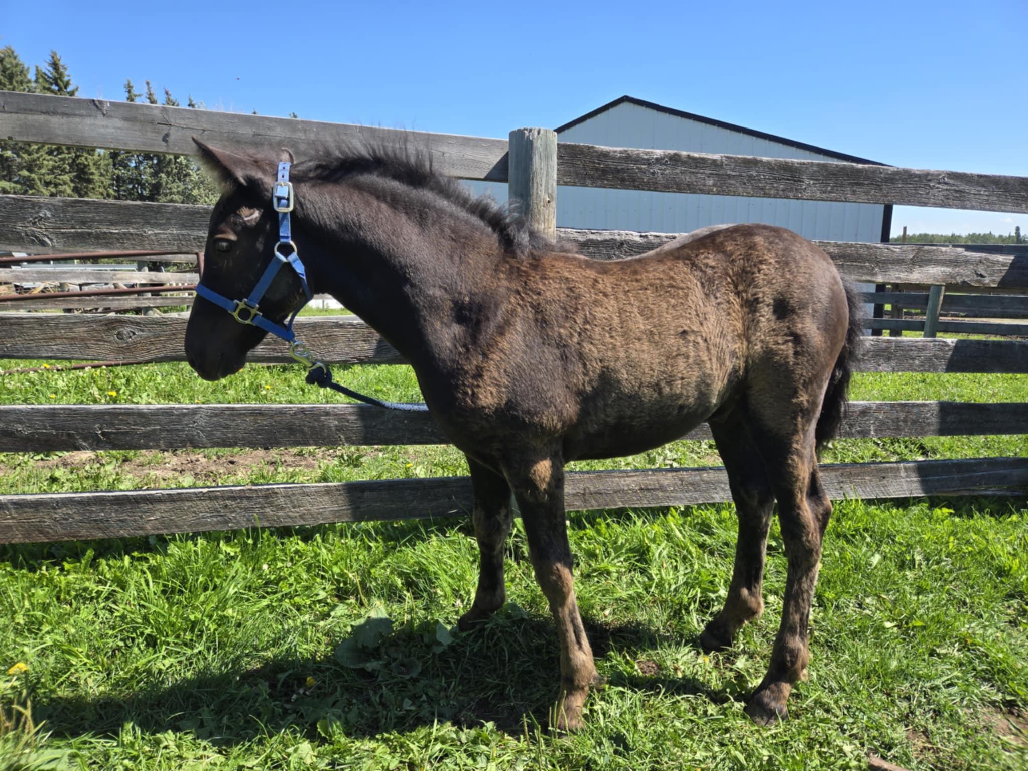 Canadian Horse breeder