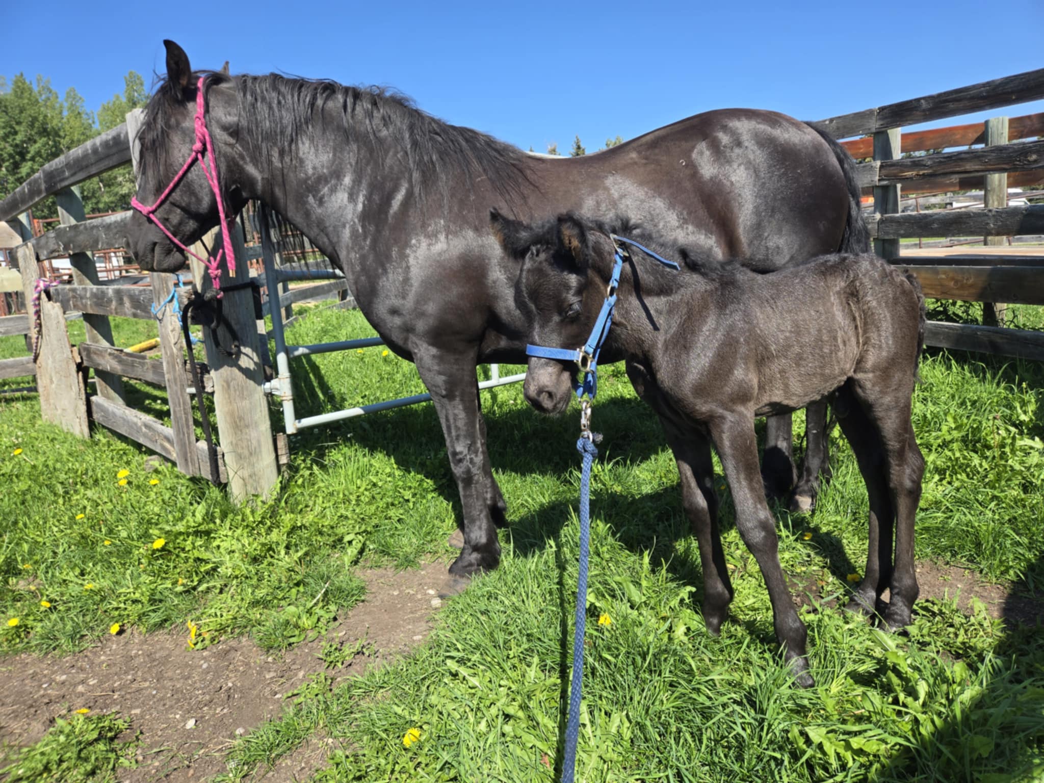 Waitnsee Colber Tyme Black Candian Horse Mare at Canadian Hay Ranch