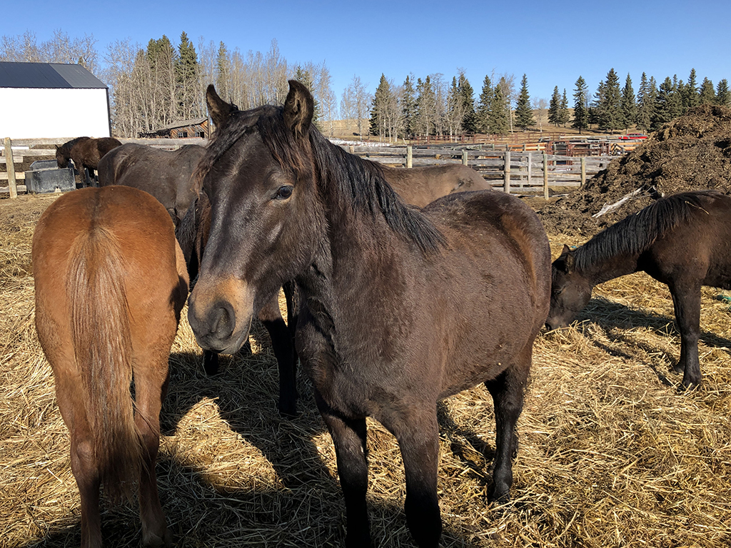 Canadian yearling filly for sale in Calgary Canadian Hay Ranch