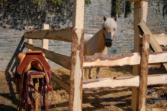 Abel in seiner Box an der Stadtmauer von Soest