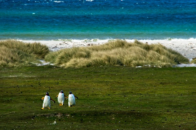 Falkland-Malvinas-Geschichte: Ein andauernder Souveränitätskonflikt zwischen Großbritannien und Argentinien