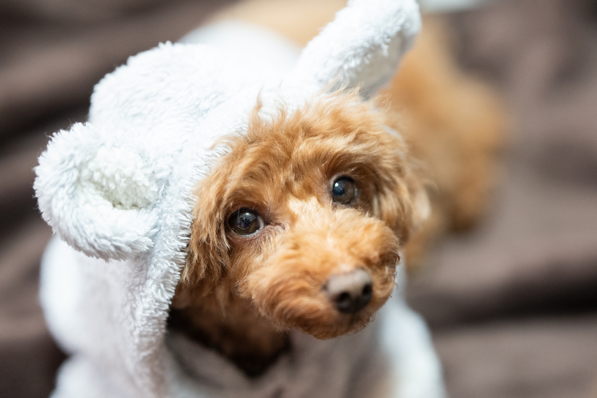 愛犬と化粧品の安全対策