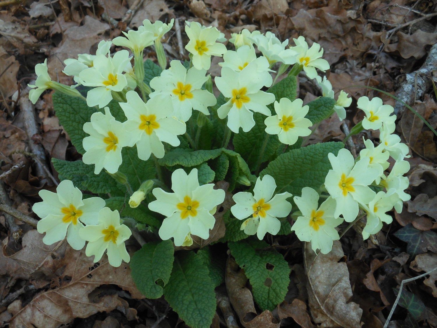 Premivère commune (Primula vulgaris)