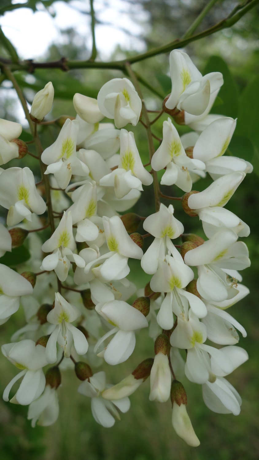 Robinier (Robinia pseudoacacia )