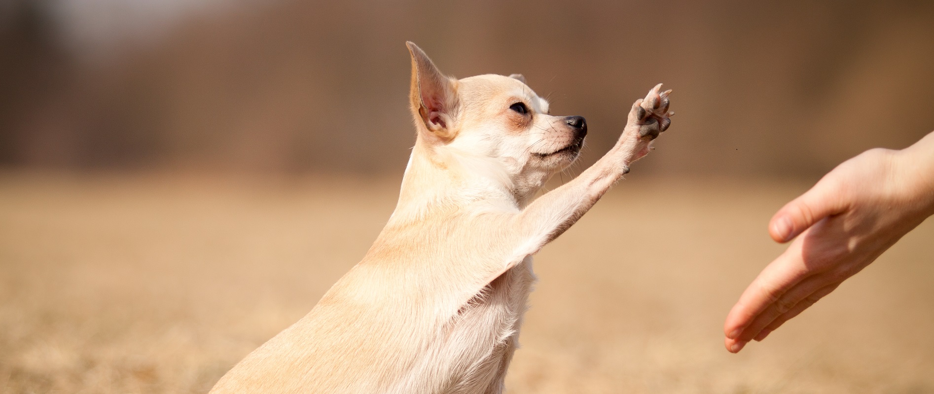 Wie Lange Darf Man Impfung Hund überziehen Captions Like