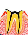 C4
