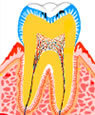 C1