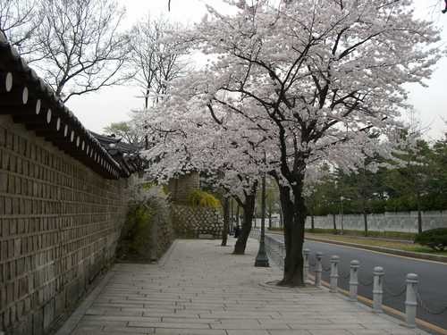 青瓦台（大統領官邸）の桜