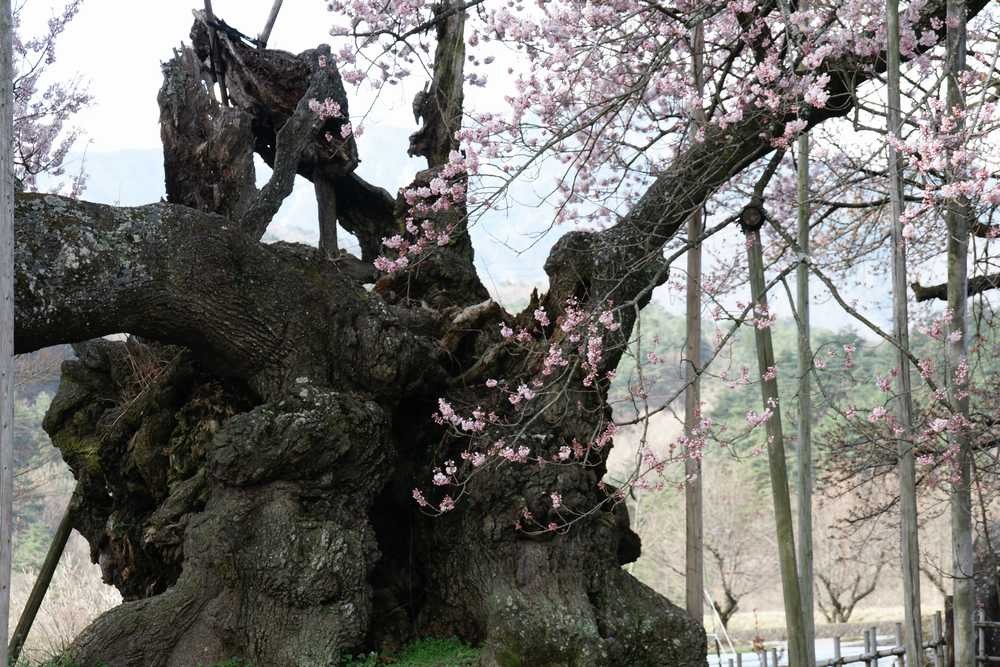 神代桜の老木