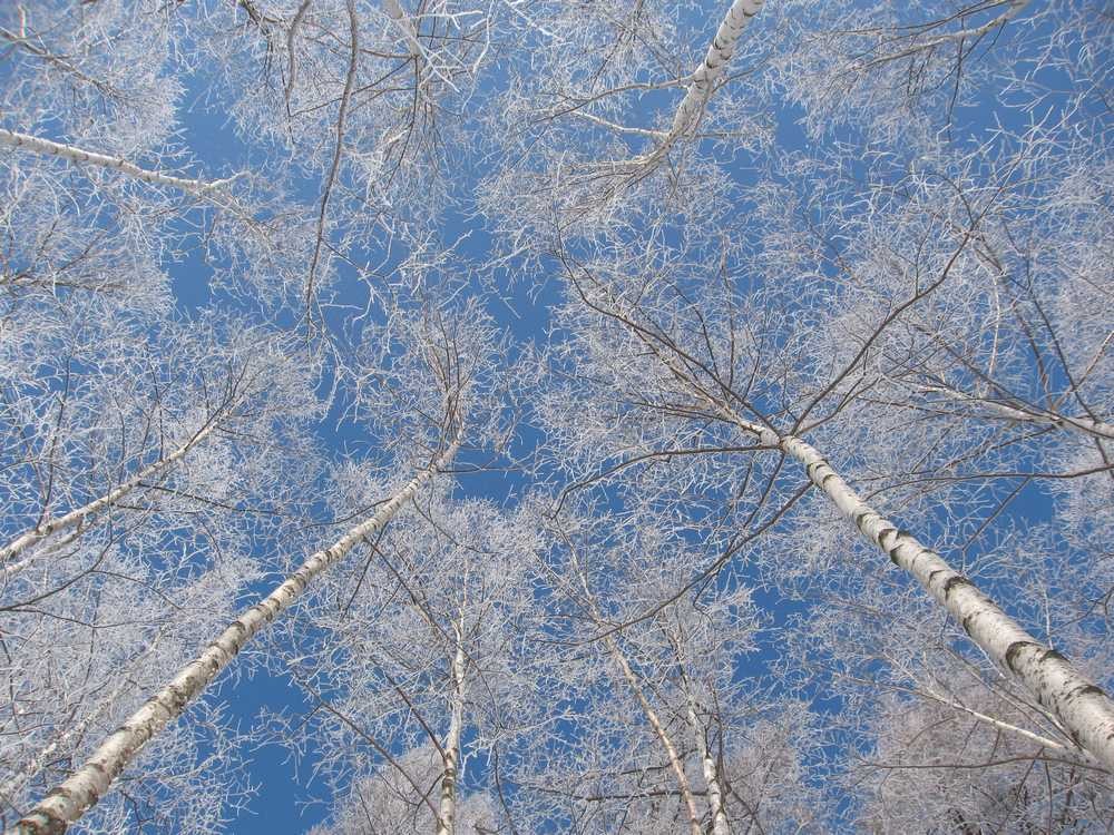 2月　樹氷