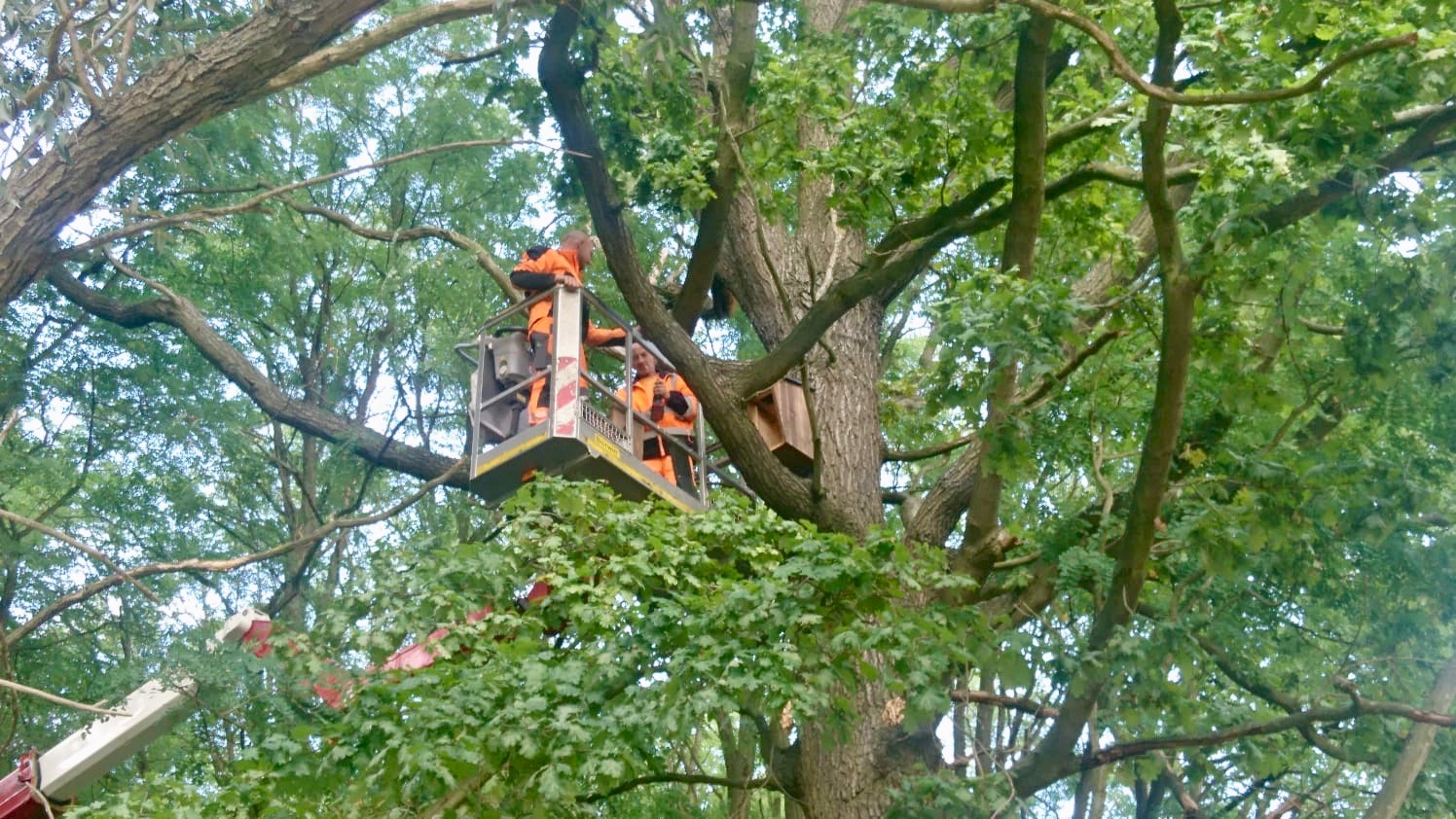 Anbringen der Waldkauz-Nistkästen in Bühlow durch die Firma Baumpflege Jens Balkow aus Drieschnitz