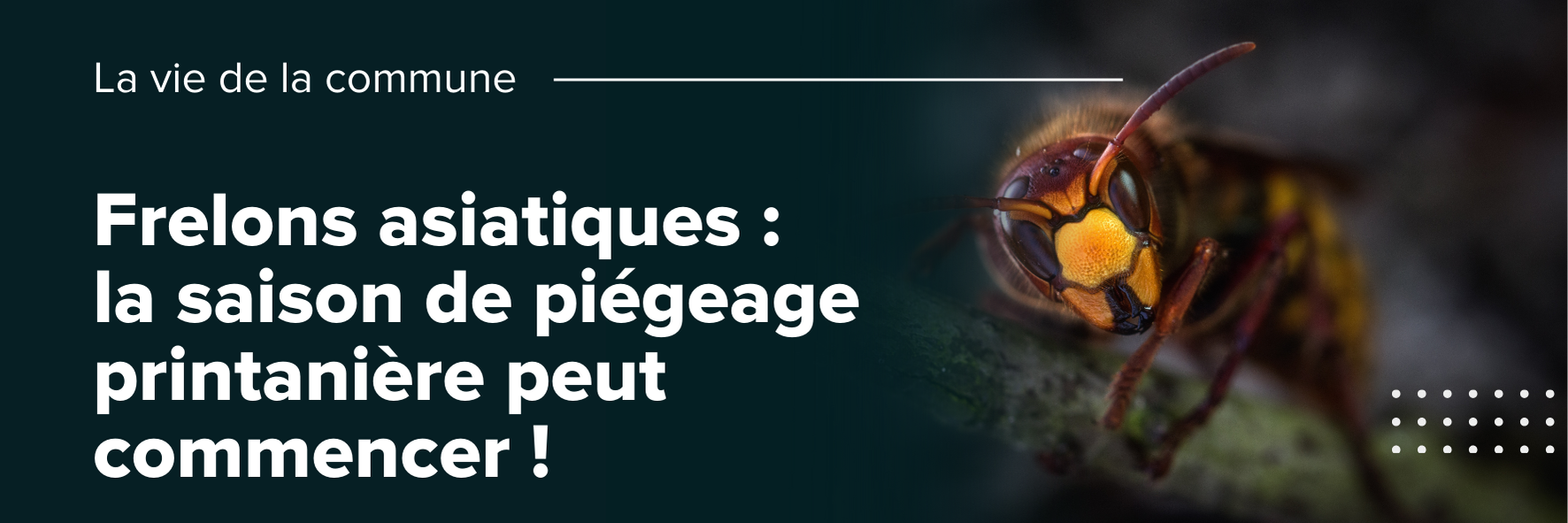 Frelons asiatiques, la saison de piégeage peut commencer !