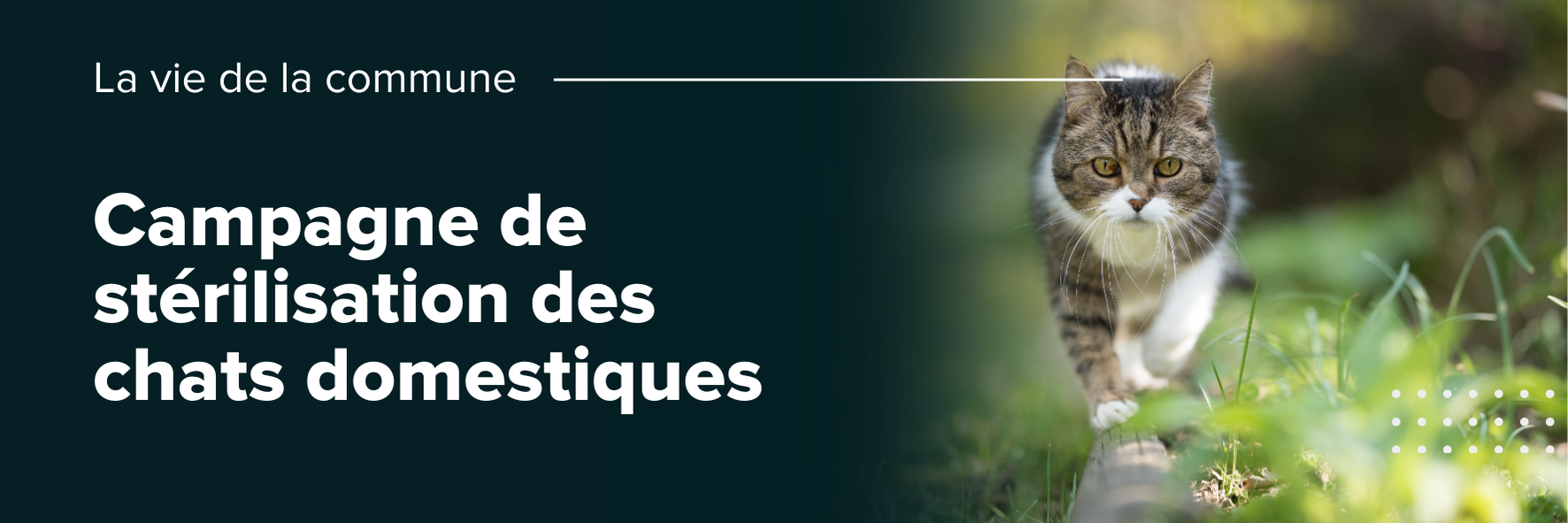 Campagne de stérilisation des chats domestiques