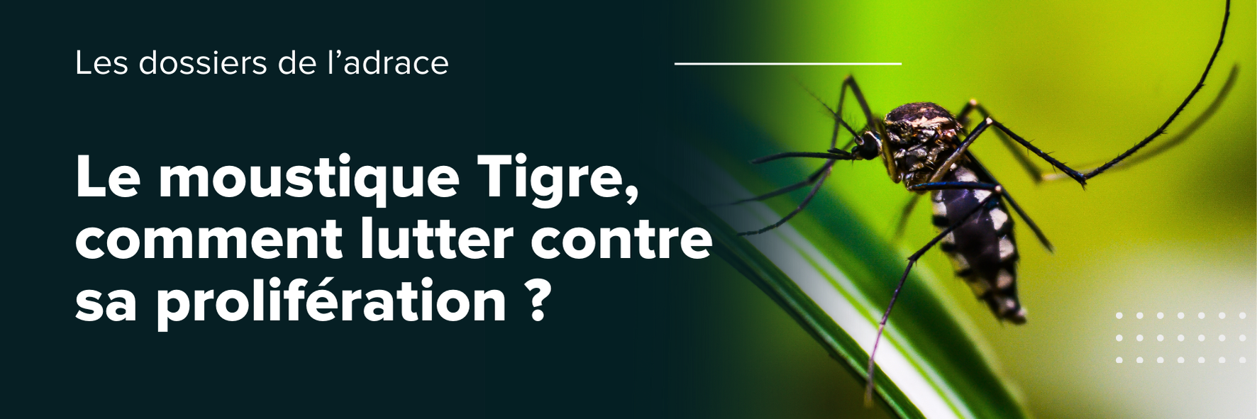 Le moustique Tigre, comment lutter contre sa prolifération ?