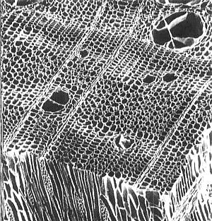 桐の顕微鏡写真