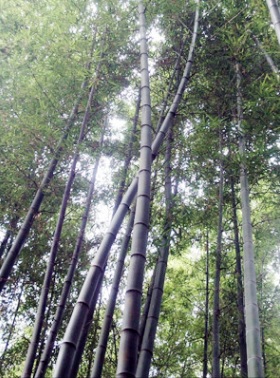 山東省の竹林（孔子の故郷）