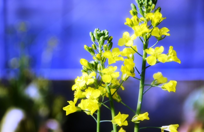 植物工場で野菜に音楽を聴かせる 合同会社ワライト 植物工場で野菜に音楽を聴かせる 合同会社ワライト