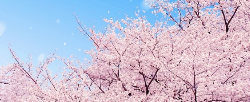花に嵐 小倉城 勝山公園の桜は散り始めています 合同会社ワライト