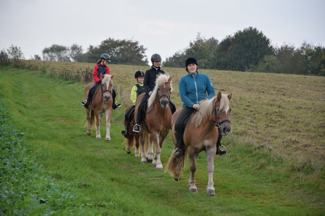 Unsere Haflinger