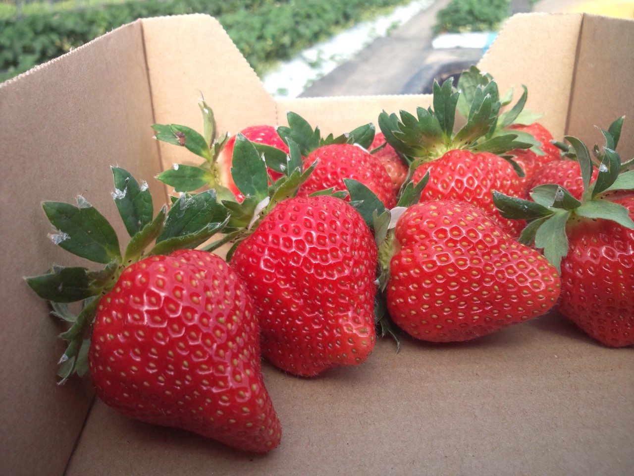 果樹5点セット 桃 りんご 葡萄 ブルーベリー ハスカップ ラズベリー