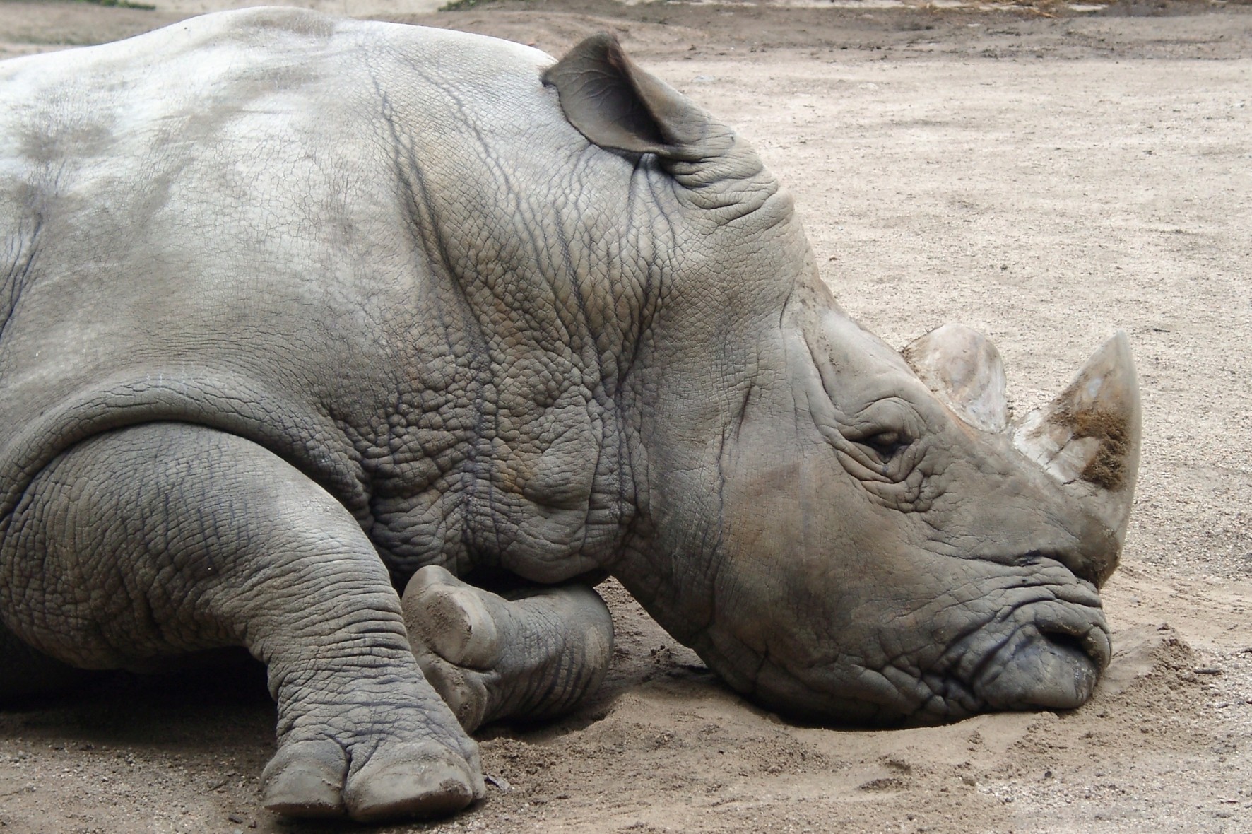 Das Nashorn (Rhino) SüdAfrikanische Kunst