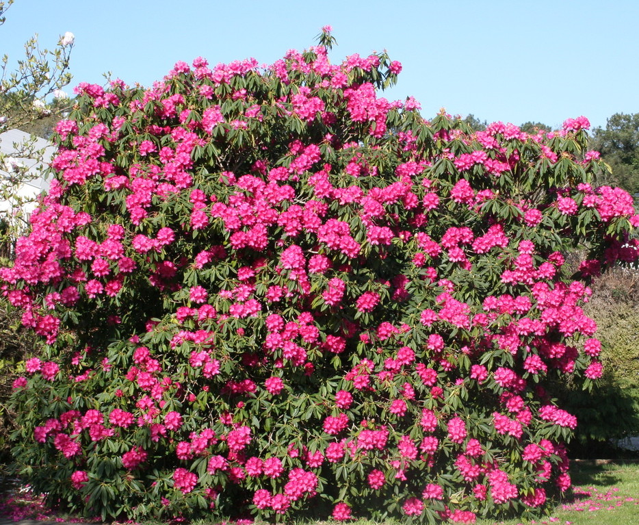 Splendeur du Rhododendron