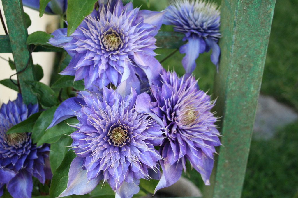 Clématite bleue violet