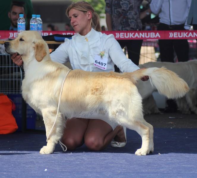 Roger 1er classe jeune à 13 mois qualifié pour Crufts