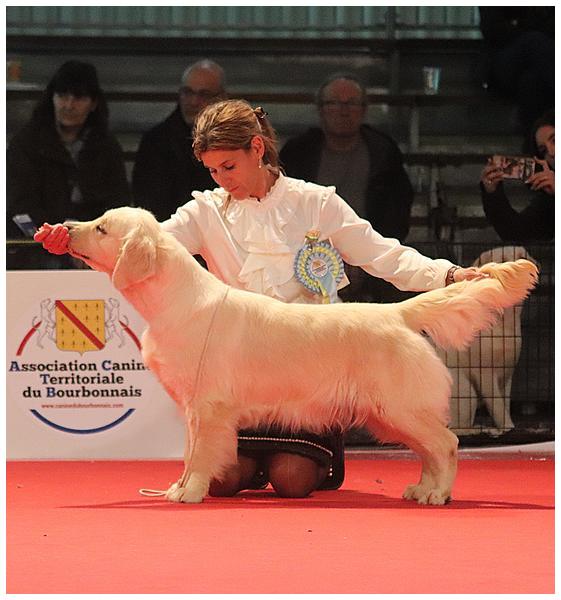 *CACIB BOB et Qualifiée Crufts 2020  Just une coupe de Champ