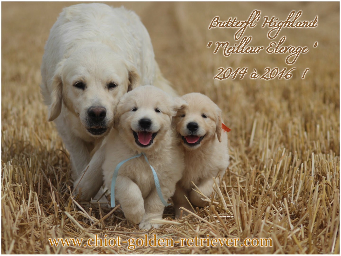 Elevage de Chiots Golden retrievers - Chiots Golden retrievers